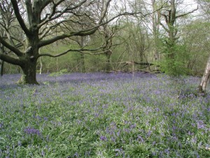 A bluebell woodland in the spring